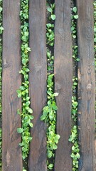 Brushed boards on the ground with mustard sprouts