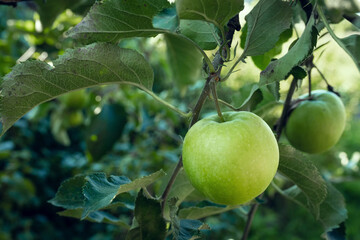 A green apple hanging on a tree in the garden