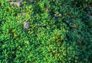 green moss with dew drops