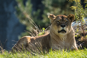 Lwica, lew z Warszawskiego Zoo © Pit75Wawa