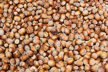 Hazelnuts in shells texture. Pile of nuts in group. Shelled hazelnut background. Pattern of nuts. Healthy snack backdrop.