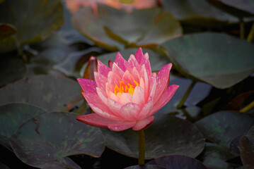 pink water lily
