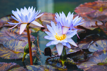 water lily in the pond