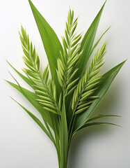 Fototapeta premium Rice plant with leaves over white background