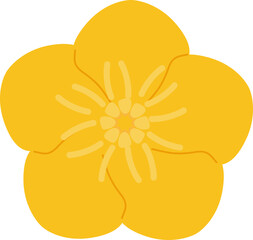 buttercup flower