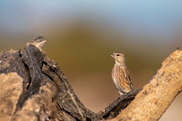 Male linnet resting on a old dry tree. Beautiful songbirds. bird with brown, black, white and red colours. Linaria cannabina.
