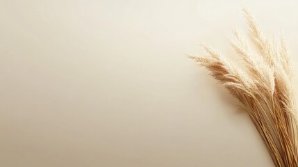 Pampas grass gently rests on a soft beige background creating tranquil beauty