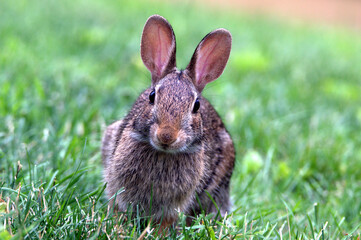 rabbit in the grass