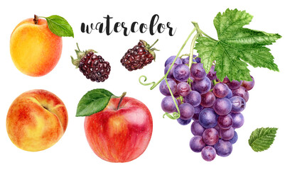 Hand-Painted Watercolor Grape, Peach, Apricot, and Blackberry Botanical Illustration
