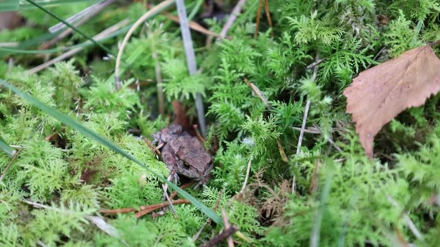 Tiny frog. Green moss and nature. Close up. Background video concept. H&auml;sselby, Sweden.