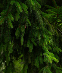 Background of green spruce branches in sunset light. Christmas theme