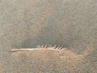 A bird's feather lies blown in the sand on the beach 