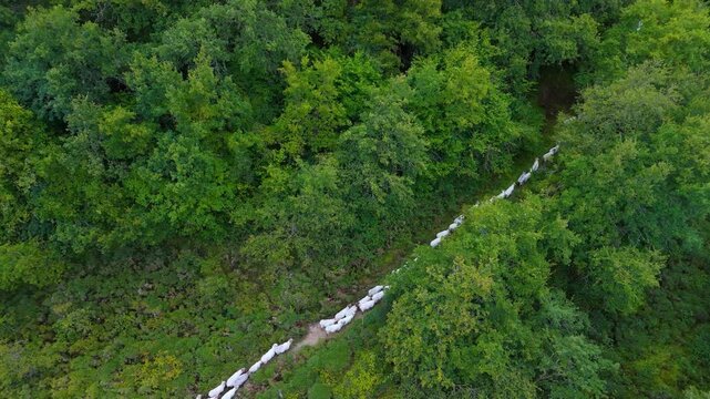 Drone view of the transhumance of flock of sheep from the Merindad de Montija to the Losa Valley. Quintanilla Sope&ntilde;a. Merindad de Montija. Las Merindades region. Burgos. Castilla y Leon, Spain, Europe