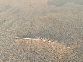 A bird's feather lies blown in the sand on the beach 