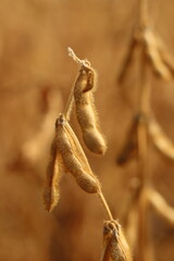 A ripe soybean ear is ready for harvesting.