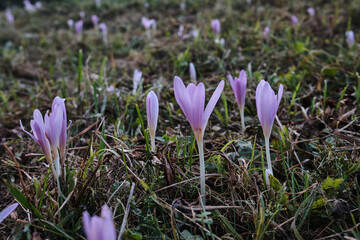 Close-up shot of delicate purple crocuses blooming in a lush green meadow, capturing the beauty of springtime.