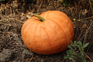 Fototapeta premium A large ripe orange pumpkin in the garden.