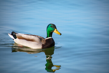 Obraz premium Green-headed duck swimming in the lake