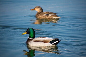 Green-headed duck swimming in the lake
