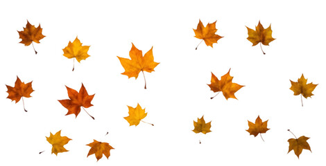 Scattered Autumn Leaves on a White Background