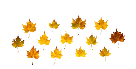 Scattered Autumn Leaves on a White Background