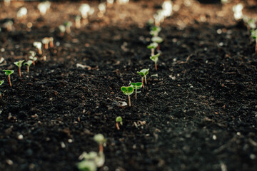 Fresh seedlings growing on a row in the vegetable garden.