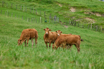 Group of brown cow is grazing on a green meadow