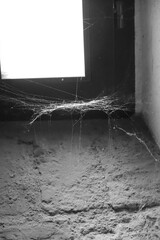 spiderweb in front of a window lit by sunlight, black and white photo