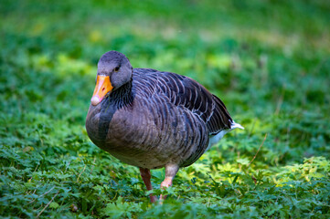 Nahaufnahme einer Gans auf grünem Gras