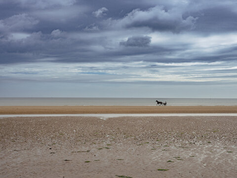 Cavallo con calesse sul mare
