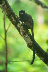 Black Mantle Tamarin Saguinus nigricollis, monkey from Sumaco National Park in Ecuador. Wildlife scene from nature. Tamarin siting on the tree branch in the tropic jungle forest with fruits.