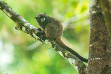 Black Mantle Tamarin Saguinus nigricollis, monkey from Sumaco National Park in Ecuador. Wildlife scene from nature. Tamarin siting on the tree branch in the tropic jungle forest with fruits.