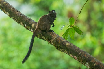 Black Mantle Tamarin Saguinus nigricollis, monkey from Sumaco National Park in Ecuador. Wildlife scene from nature. Tamarin siting on the tree branch in the tropic jungle forest with fruits.