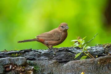 Red-crowned Ant Tanager Habia rubica