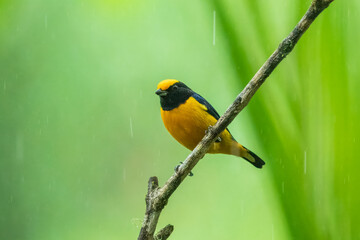 Orange-bellied Euphonia - Euphonia xanthogaster black and yellow bird in finch family Fringillidae, found in South America, subtropical or tropical moist lowland forest and moist montane forest. 