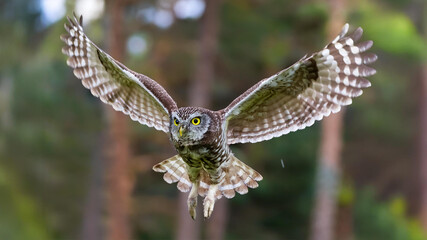 Flying little owl in mid-flight with wings fully spread, sharp-eyed owl soaring through a forest,