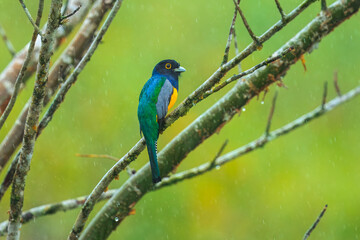 The gartered trogon (Trogon caligatus), also known as the northern violaceous trogon, is a near passerine bird in the family Trogonidae