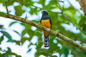 The gartered trogon (Trogon caligatus), also known as the northern violaceous trogon, is a near passerine bird in the family Trogonidae