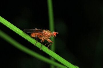macro photo of housefly facing back