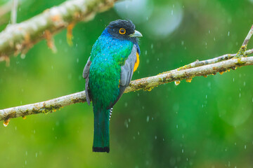 The gartered trogon (Trogon caligatus), also known as the northern violaceous trogon, is a near passerine bird in the family Trogonidae