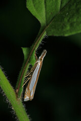 natural oncocera semirubella moth photo