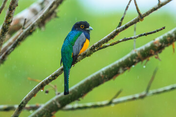The gartered trogon (Trogon caligatus), also known as the northern violaceous trogon, is a near passerine bird in the family Trogonidae