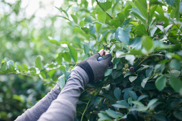 ブルーベリー農園で収穫作業をする女性の手