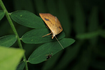 Obraz premium rivula sericealis insect moth macro photo