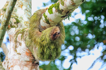 The brown-throated sloth (Bradypus variegatus) is a species of three-toed sloth found in the Neotropical realm of Central and South America © Miroslav Srb