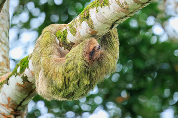 The brown-throated sloth (Bradypus variegatus) is a species of three-toed sloth found in the Neotropical realm of Central and South America © Miroslav Srb