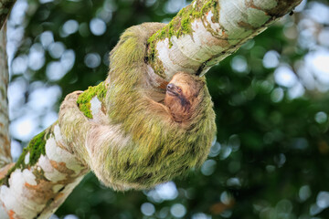 The brown-throated sloth (Bradypus variegatus) is a species of three-toed sloth found in the Neotropical realm of Central and South America © Miroslav Srb