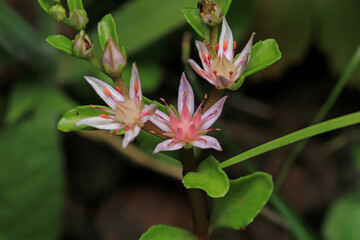 sedum ternatum plant flower macro photo