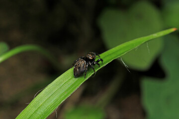 little jumping spider macro photo