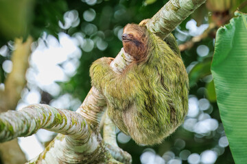 The brown-throated sloth (Bradypus variegatus) is a species of three-toed sloth found in the Neotropical realm of Central and South America © Miroslav Srb